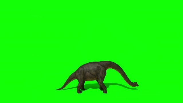 Brachiosaurus, sauropod walking and eating leaves from trees. Green screen background. The Jurassic Period, Mesozoic era. 3d rendering