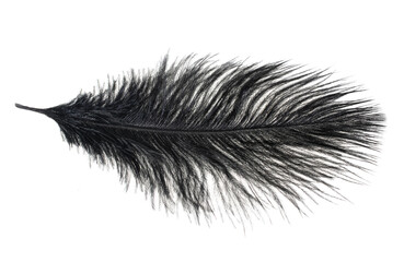 a black ostrich feather on a white isolated background - obrazy, fototapety, plakaty