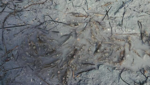 Offshore wind. Shrimp die in the remaining muddy water of lagoon