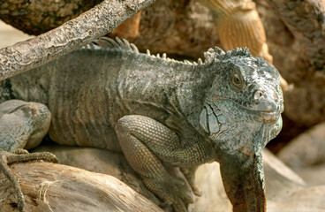 Un Iguane en Guadeloupe Les Saintes France