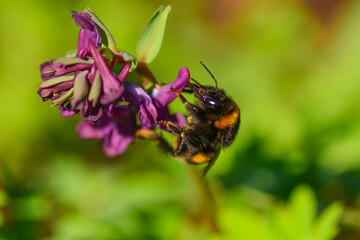 Bumblebee drinking nectar from purple flower Corydalis cava