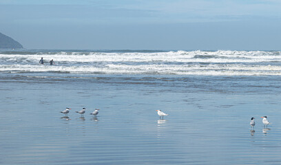 seagulls on the beach