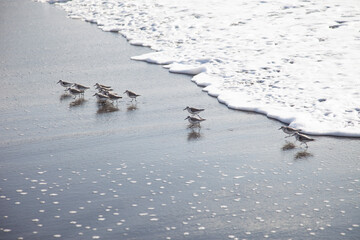 Sea bird