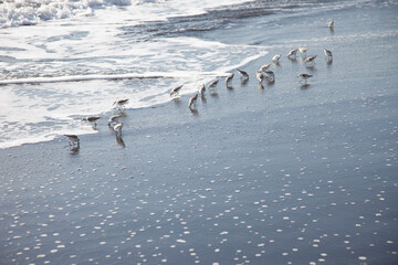 Sea bird