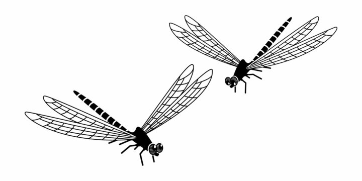 Monochrome image of dragonflies in flight. Dragonflies looking at each other. Insects with wings. Illustration in the style of flat and contour graphics.