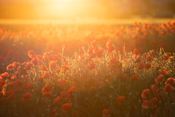 Beautiful field of red poppies in the sunset light.