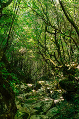 Naklejka premium Oak forest in Corfu Greece. Part of Corfu trail. Footpath.