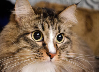 Cute fluffy cat with big green eyes. Siberian breed cat. Cat with curious eyes. 