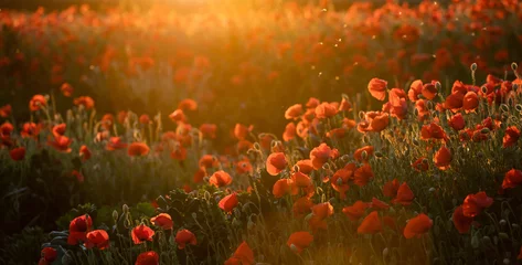 Sierkussen Beautiful field of red poppies in the sunset light. © erika8213