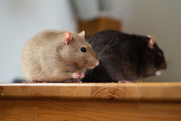 Two cute pet rats sitting on table and eating food at home. Close up portrait of fluffy brown beige and black fancy rats