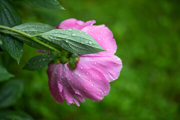 pink peony flowers after rain with water droplets in the garden