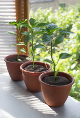 pepper plants growing in a pot on a kitchen windowsill
