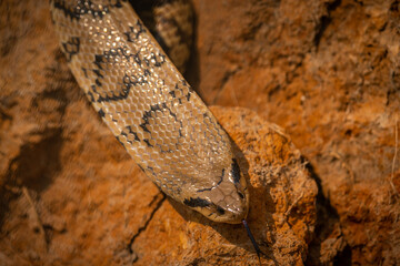 Wild snake close up in the nature habitat. Wild brasil, brasilian wildlife, pantanal, green jungle, south american nature and wild, dangereous.
