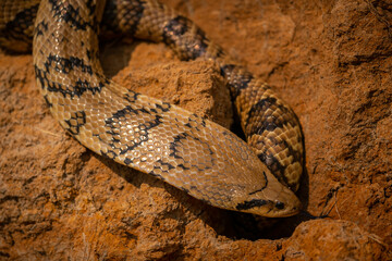 Wild snake close up in the nature habitat. Wild brasil, brasilian wildlife, pantanal, green jungle, south american nature and wild, dangereous.