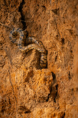 Wild snake close up in the nature habitat. Wild brasil, brasilian wildlife, pantanal, green jungle, south american nature and wild, dangereous.