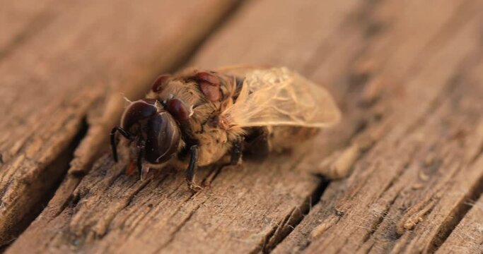 Bee affected by the parasite Varoma on a white background