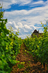 Fototapeta na wymiar Grapevines in Burgundy, France