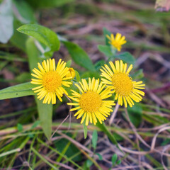 Medicinal plant elecampane on a natural background. Selective focus