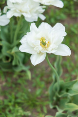 Obraz na płótnie Canvas White tulip in a field, close-up