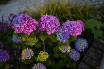 Lilac Hydrangea, blossoming together in summer