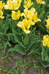 Obraz na płótnie Canvas Yellow tulips in a field