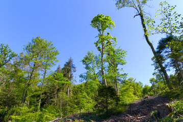 Forest glade with idyllic landscape at City of Zürich on a sunny spring day. Photo taken May 18th, 2022, Zurich, Switzerland.