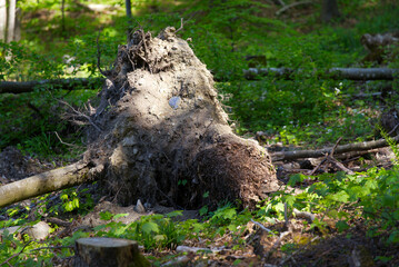 Fallen tree in the woods at City of Zürich on a sunny spring day. Photo taken May 18th, 2022, Zurich, Switzerland.