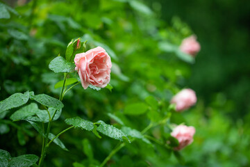 różowe róże na krzaku w ogrodzie pełnym zieleni - obrazy, fototapety, plakaty