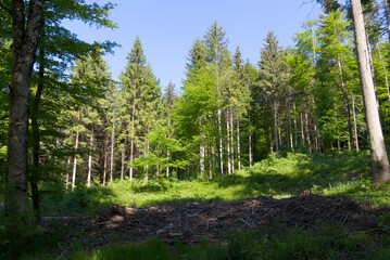 Fototapeta premium Forest glade with idyllic landscape at City of Zürich on a sunny spring day. Photo taken May 18th, 2022, Zurich, Switzerland.