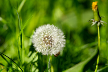 Close-up of dandelion flower with seeds at forest at City of Zürich on a sunny spring day. Photo taken May 18th, 2022, Zurich, Switzerland.