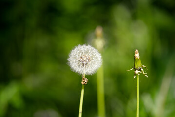 Close-up of dandelion flower with seeds at forest at City of Zürich on a sunny spring day. Photo taken May 18th, 2022, Zurich, Switzerland.