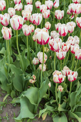 White and dark pink tulips in a field