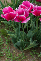 Dark pink tulips with light pink edges in a field