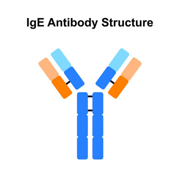 Scientific Designing IgE Antibody Structure. Colorful Symbols. Vector Illustration.