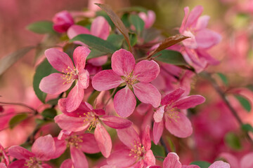 Flowering apple blossoms on tree branches closeup.