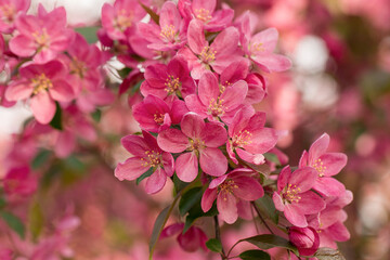 Blooming red apple tree in the spring garden.