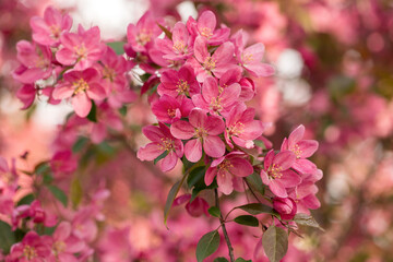 Obraz premium Blooming apple tree in the spring garden.
