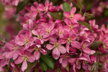Bright fresh pink apple flowers in spring garden.