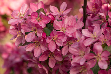 Close-up of blooming apple trees. A branch of a flowering apple tree.