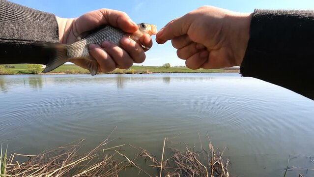 The caught small fish crucian carp is hanging on a hook and the fisherman takes the fish off the hook