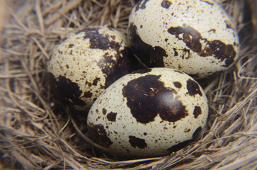 Quail eggs in the nest close up, top view. Easter concept. Neutral colours. Spotted quail eggs in rustic environment.