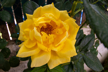 Rosa amarilla, flor de jardín