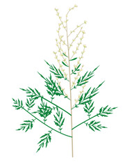 ヨモギ　花粉症のアレルゲン植物のイラスト