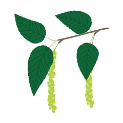 Fototapeta premium シラカンバ 花粉症のアレルゲン植物のイラスト