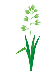 カモガヤ　花粉症のアレルゲン植物のイラスト