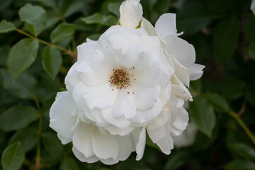 Rose, flower, garden