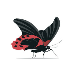 Tropical black and red butterfly. Beautiful flying insect. Vector illustration isolated on white background