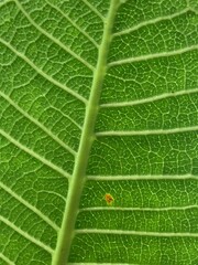 macro leaf close up green