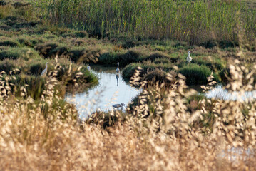 Izmir City Forest is like the lungs of the city in the city.home to many birds the little crested heron some of them
