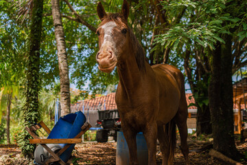 horse and foal